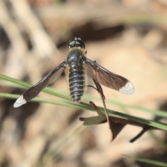 Comptosia apicalis (A bee fly) at Weetangera, ACT - 10 Mar 2020 by AlisonMilton