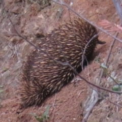 Tachyglossus aculeatus (Short-beaked Echidna) at Swamp Creek - 12 Aug 2020 by RobParnell