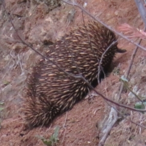 Tachyglossus aculeatus at Coree, ACT - 12 Aug 2020