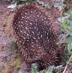 Tachyglossus aculeatus at Coree, ACT - 12 Aug 2020 02:24 PM