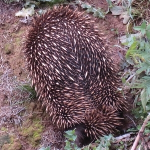 Tachyglossus aculeatus at Coree, ACT - 12 Aug 2020