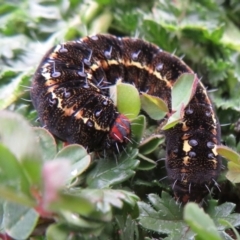 Apina callisto (Pasture Day Moth) at Woodstock Nature Reserve - 12 Aug 2020 by RobParnell