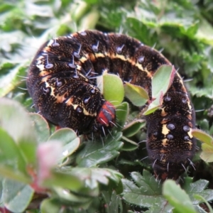 Apina callisto at Coree, ACT - 12 Aug 2020