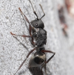 Polyrhachis phryne (A spiny ant) at ANBG - 11 Aug 2020 by TimL