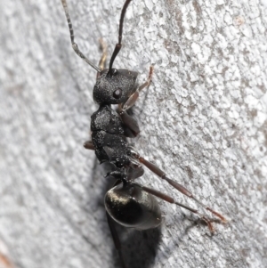 Polyrhachis phryne at Downer, ACT - 11 Aug 2020