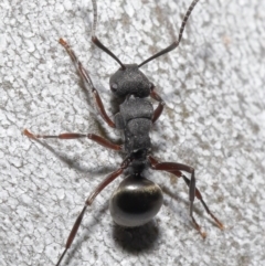 Polyrhachis phryne at Downer, ACT - 11 Aug 2020