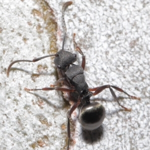 Polyrhachis phryne at Downer, ACT - 11 Aug 2020