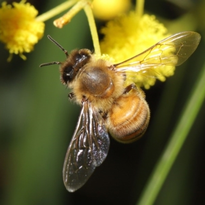 Apis mellifera (European honey bee) at Acton, ACT - 11 Aug 2020 by TimL