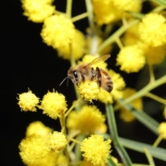 Apis mellifera at Acton, ACT - 11 Aug 2020