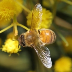 Apis mellifera at Acton, ACT - 11 Aug 2020