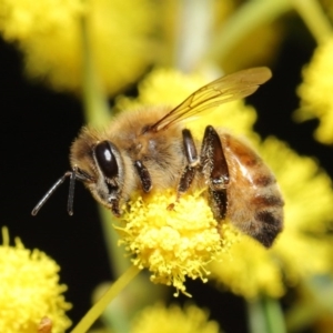 Apis mellifera at Acton, ACT - 11 Aug 2020