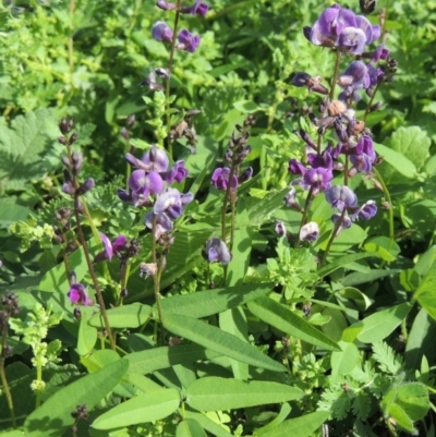 Glycine tabacina (Variable Glycine) at Tuggeranong Hill - 18 Mar 2020 by michaelb