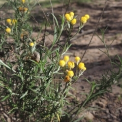 Chrysocephalum semipapposum (Clustered Everlasting) at Conder, ACT - 18 Mar 2020 by michaelb