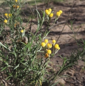 Chrysocephalum semipapposum at Conder, ACT - 18 Mar 2020