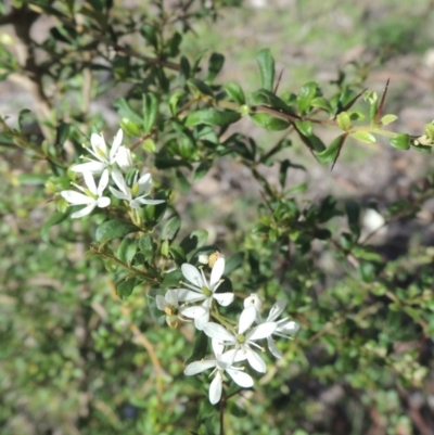Bursaria spinosa (Native Blackthorn, Sweet Bursaria) at Conder, ACT - 18 Mar 2020 by MichaelBedingfield