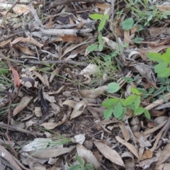 Grona varians (Slender Tick-Trefoil) at Conder, ACT - 18 Mar 2020 by MichaelBedingfield