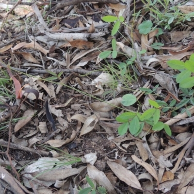 Grona varians (Slender Tick-Trefoil) at Conder, ACT - 18 Mar 2020 by michaelb