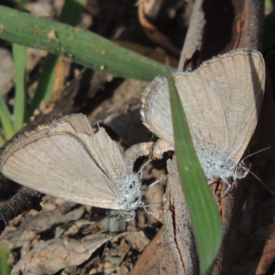 Zizina otis (Common Grass-Blue) at Conder, ACT - 18 Mar 2020 by michaelb