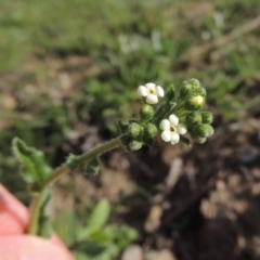 Hackelia suaveolens (Sweet Hounds Tongue) at Conder, ACT - 18 Mar 2020 by MichaelBedingfield