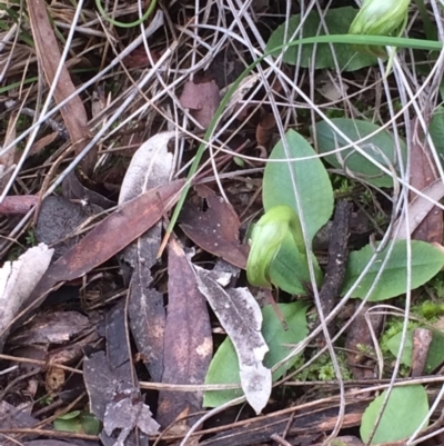 Pterostylis nutans (Nodding Greenhood) at Mount Majura - 9 Aug 2020 by petersan