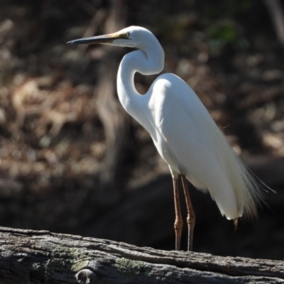 Ardea alba (Great Egret) at Splitters Creek, NSW - 2 Jan 2020 by WingsToWander