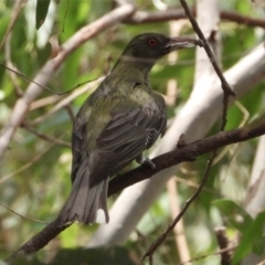 Oriolus sagittatus (Olive-backed Oriole) at Albury - 21 Dec 2019 by WingsToWander