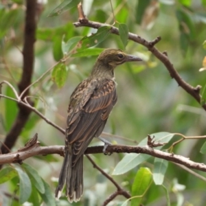 Oriolus sagittatus at Albury - 21 Dec 2019 11:40 AM