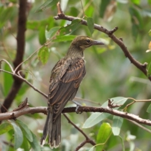 Oriolus sagittatus at Albury - 21 Dec 2019