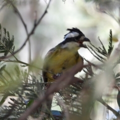 Falcunculus frontatus (Eastern Shrike-tit) at Albury - 12 Jan 2020 by WingsToWander