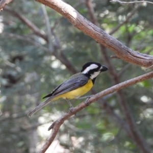 Falcunculus frontatus at Splitters Creek, NSW - 12 Jan 2020