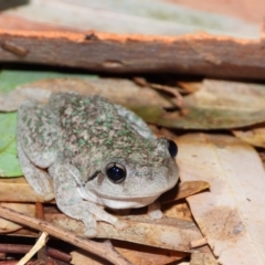 Litoria peronii (Peron's Tree Frog, Emerald Spotted Tree Frog) at Albury - 23 Jan 2020 by WingsToWander