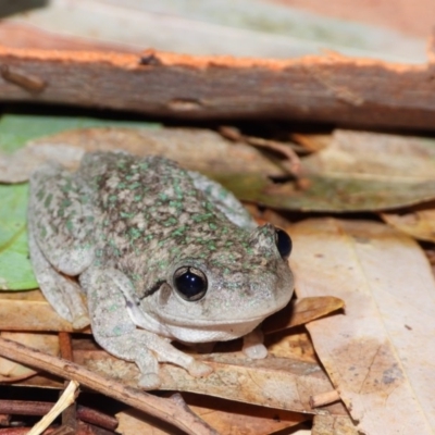 Litoria peronii (Peron's Tree Frog, Emerald Spotted Tree Frog) at Wonga Wetlands - 23 Jan 2020 by WingsToWander