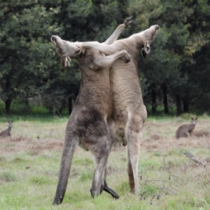 Macropus giganteus at Gateway Island, VIC - 16 Sep 2019