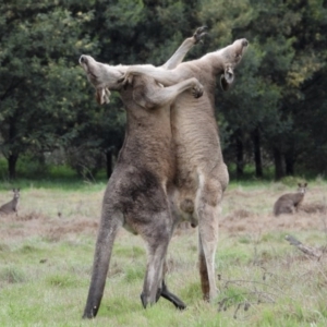 Macropus giganteus at Gateway Island, VIC - 16 Sep 2019 08:57 AM