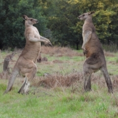 Macropus giganteus at Gateway Island, VIC - 16 Sep 2019 08:57 AM