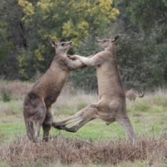 Macropus giganteus at Gateway Island, VIC - 16 Sep 2019 08:57 AM
