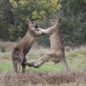 Macropus giganteus at Gateway Island, VIC - 16 Sep 2019 08:57 AM