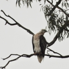 Haliaeetus leucogaster (White-bellied Sea-Eagle) at Albury - 16 Sep 2019 by WingsToWander