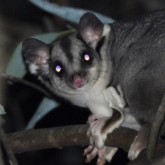 Petaurus norfolcensis (Squirrel Glider) at Wodonga Regional Park - 16 May 2020 by WingsToWander