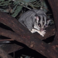 Petaurus norfolcensis (Squirrel Glider) at Bandiana, VIC - 16 May 2020 by WingsToWander