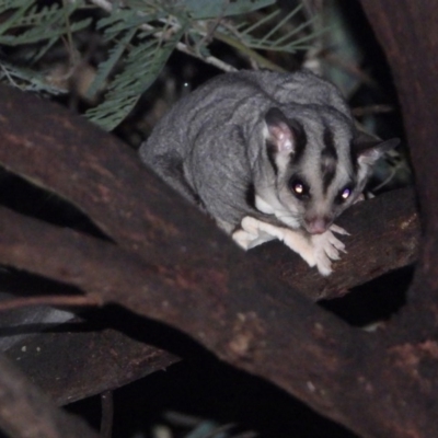 Petaurus norfolcensis (Squirrel Glider) at Wodonga Regional Park - 16 May 2020 by WingsToWander