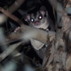 Petaurus norfolcensis (Squirrel Glider) at Bandiana, VIC - 16 May 2020 by WingsToWander