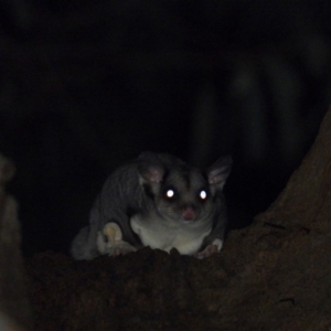 Petaurus norfolcensis at Bandiana, VIC - 16 May 2020 10:28 PM