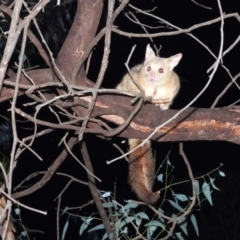 Trichosurus vulpecula (Common Brushtail Possum) at Wodonga Regional Park - 16 May 2020 by WingsToWander