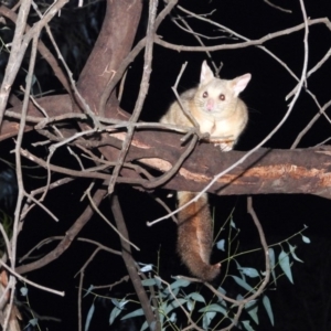 Trichosurus vulpecula at Bandiana, VIC - 16 May 2020 11:35 PM