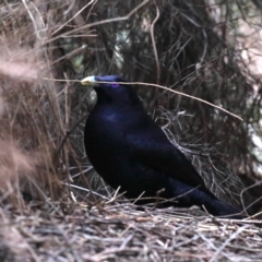 Ptilonorhynchus violaceus (Satin Bowerbird) at Acton, ACT - 11 Aug 2020 by jb2602