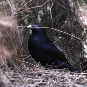 Ptilonorhynchus violaceus at Acton, ACT - 11 Aug 2020