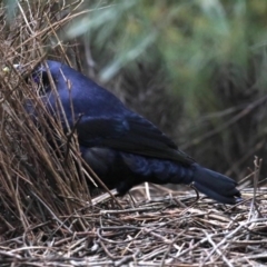 Ptilonorhynchus violaceus at Acton, ACT - 11 Aug 2020