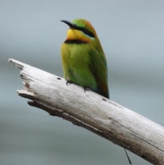 Merops ornatus (Rainbow Bee-eater) at Albury - 7 Oct 2019 by WingsToWander