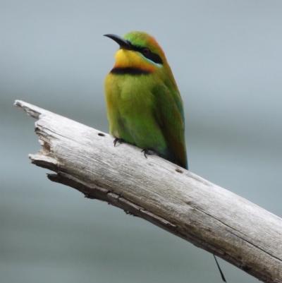 Merops ornatus (Rainbow Bee-eater) at Albury - 7 Oct 2019 by WingsToWander